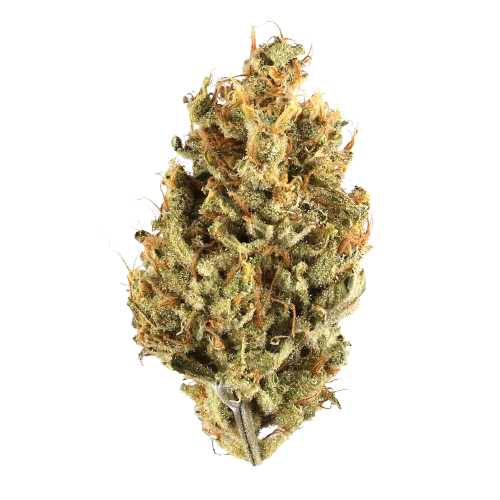 Junglato – 3.5g